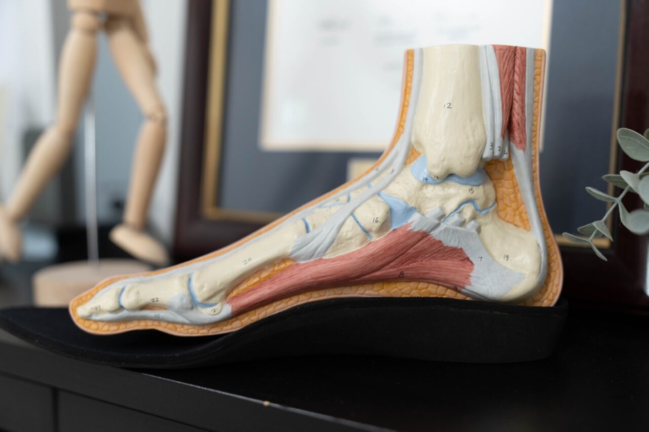 Anatomical foot model showing muscles and bones